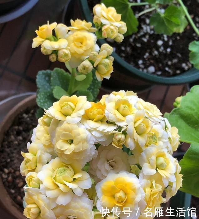  特别|这3种花，物美价廉颜值高，养护简单易爆盆，特别适合新手养！