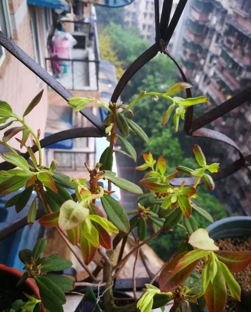  【暴晒以后】杜鹃花叶片变红是怎么回事？忽略5个原因，杜鹃花也会贫血
