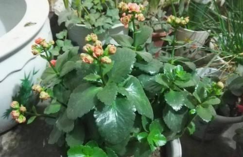『凋零』凋零之后的长寿花,修剪和养护做得好,来年花苞一茬接一茬