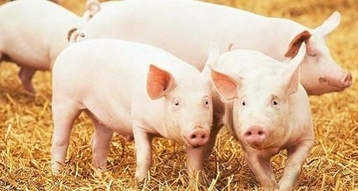  生态■高效生态养猪特点，生态养猪是目前比较流行的生猪养殖模