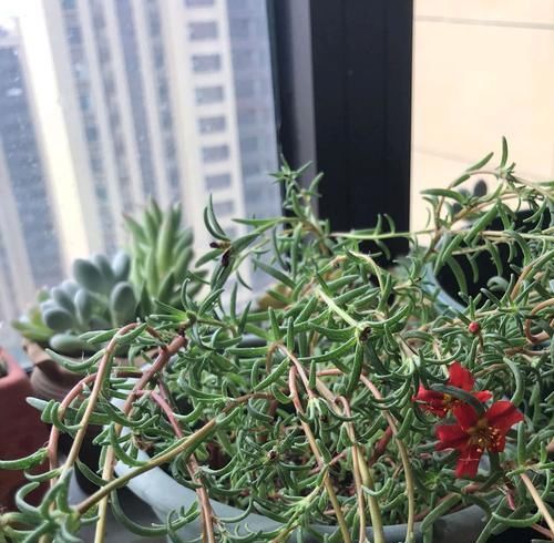  很快@太阳花躺着长而且开花少又丑？欠狠狠收拾虐待，很快枝茂开花爆盆