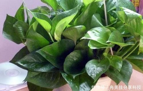  【绿萝】出门捡点东西，用来养花，不花一分钱，绿萝吊兰都喜欢！