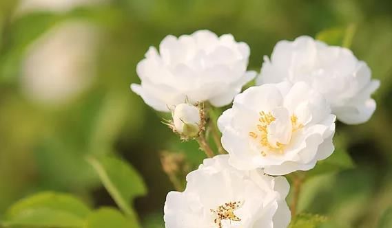  『珍品』如果你喜欢菊花，最好种一盆“花中珍品”白玫瑰，娇嫩不害羞，美丽不艳丽