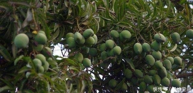 1棵山竹树1次结果几千个，为啥山竹还那么贵30年老果农说出真相