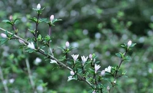  [全身]农村人称“白马骨”的野草，全身是宝，对风湿有良效，被广泛种植