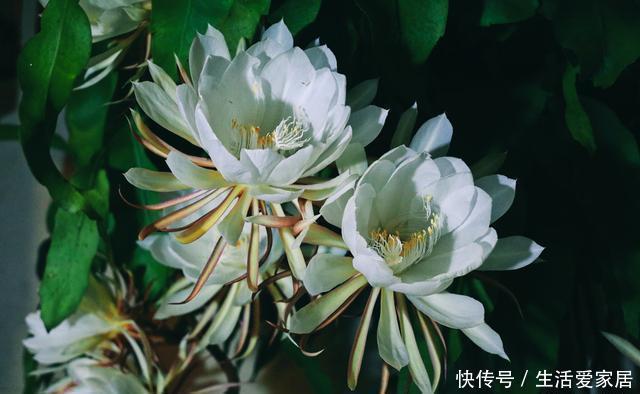 扦插|昙花,一片叶子插一盆,这样养,一开就是几十朵,一年开好多次