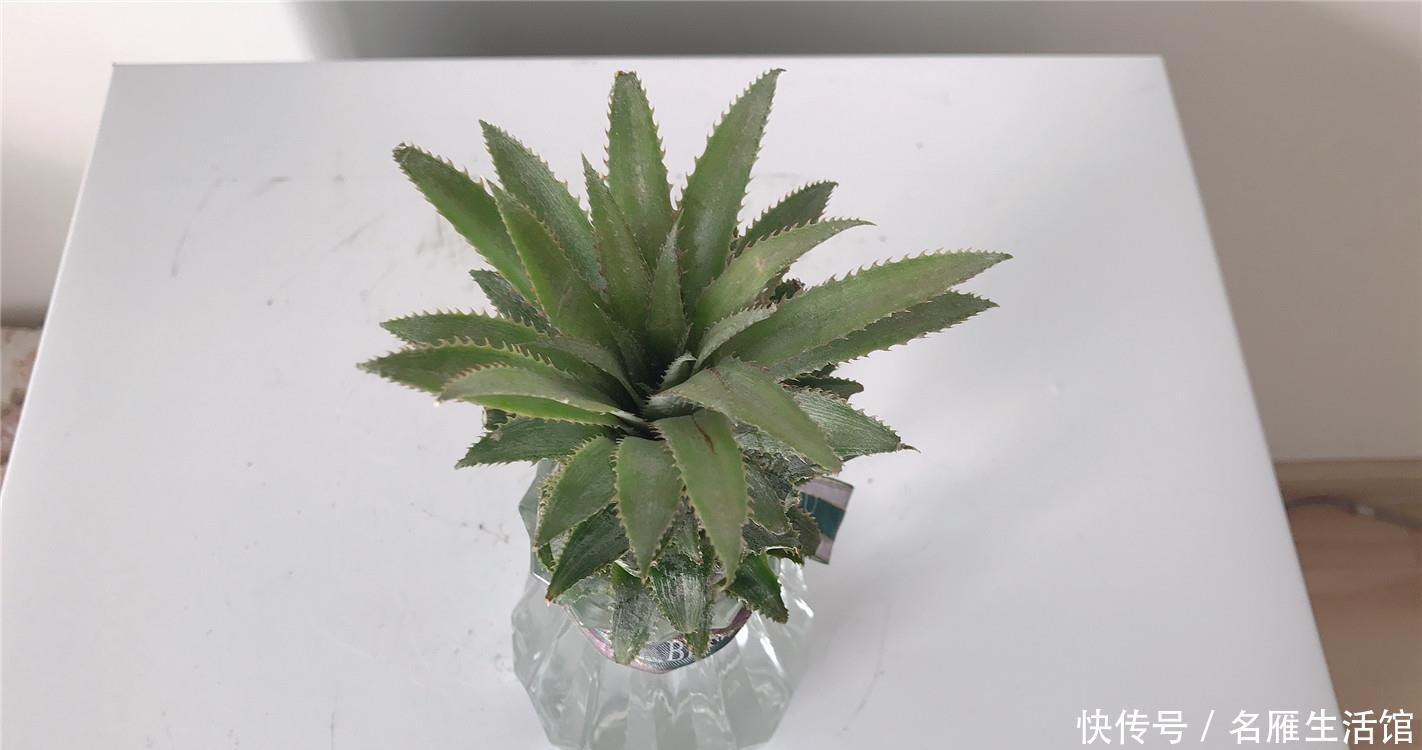  盆栽@菠萝水培4细节：免费小盆栽，2年后吃果，去捡1个菠萝头吧！