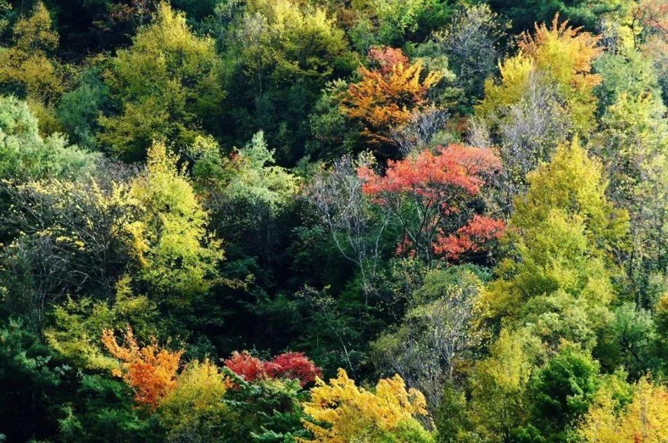 彩林之秋毕棚沟 | 赏秋要趁早!9月份就可以来这里赏红叶彩林了