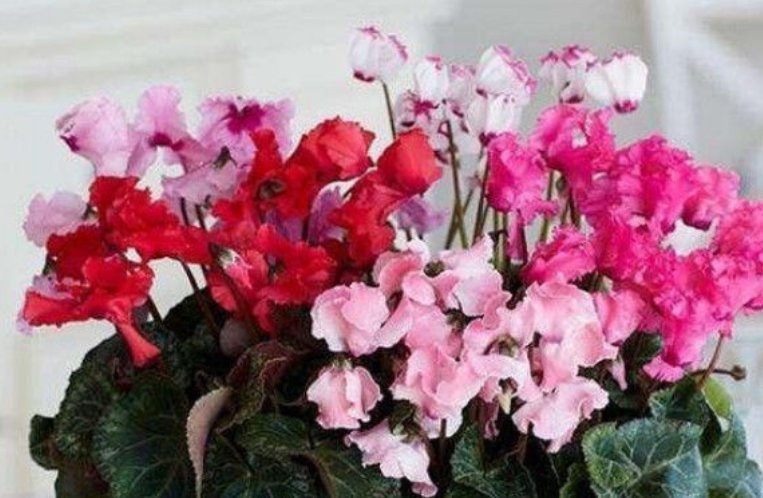  【适合】最适合养在阳台的花，漂亮贵气上档次，简单好养、开花多！