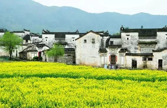 中国最美的油菜花海,油菜花逐渐“染黄”了神州大地