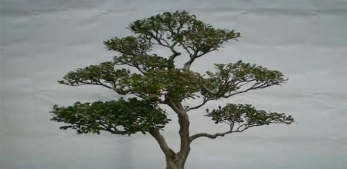  『值钱』这几种植物养在家里，外形美观寓意好，而且越养越值钱