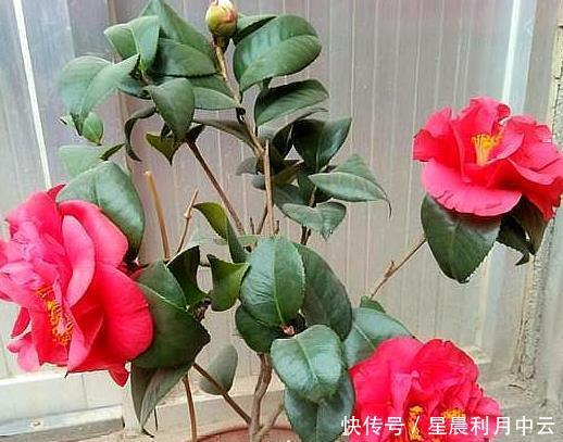  「扦插上以后」新手扦插茶花，记住1个“笨办法”，四季能操作，简单易成活！