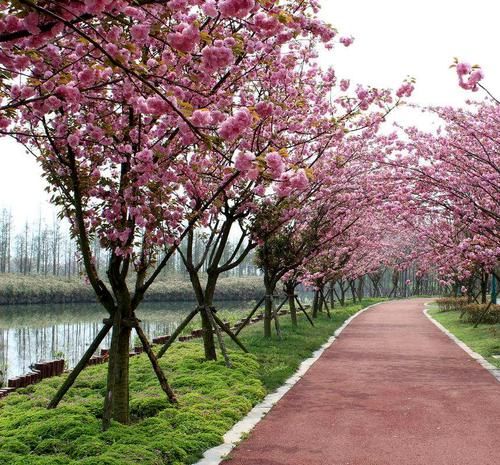 『建议』如果家有庭院，建议你种上这些花，不仅收获一片花海，还香气扑鼻