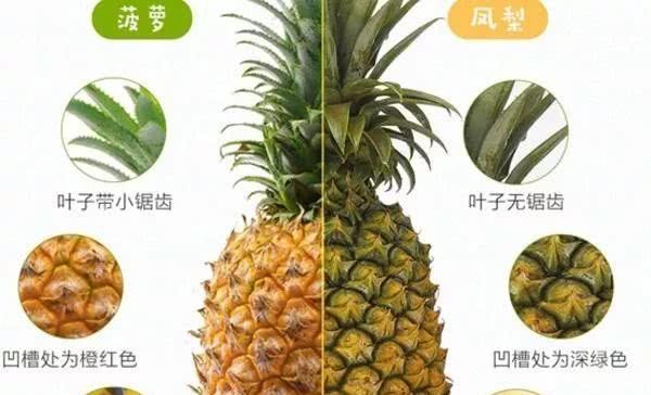  「傻傻」菠萝 VS 凤梨，傻傻分不清楚