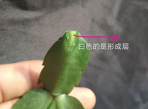  #叶仙#叶仙嫁接蟹爪兰总是失败？找准形成层，接对位置，开花爆盆成花塔