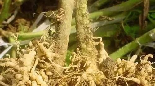 线虫■走近根结线虫,防治根结线虫的方法都有啥?怎样预防根结线虫?