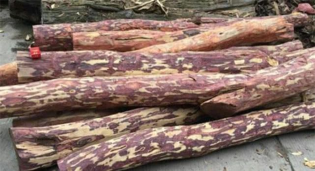 农村非常值钱的树，以前被农民当柴烧，现在一公斤9000元