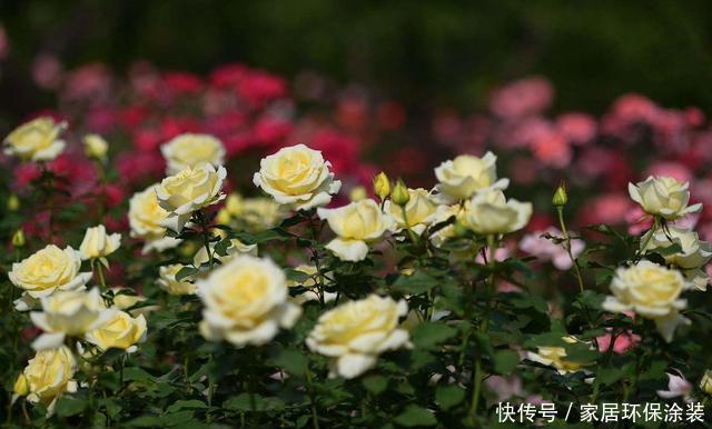 #花开花#想要这3种花开花爆盆,4月必须多施肥,不然就晚了