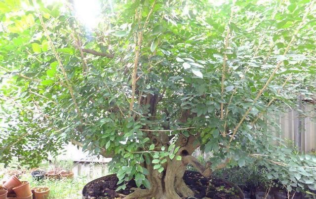  高一■种这三种植物，有一根枝条就够了！价值高一养就是一大盆