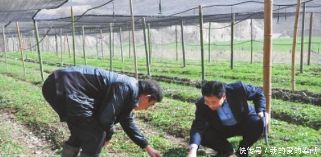  人工种植@它被称“陆地鱼”，生命力很顽强？只是太过珍贵，市场