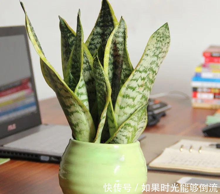  「植物」家中养这4种“绿植”，不仅观赏性大，不开窗也能净化空气！