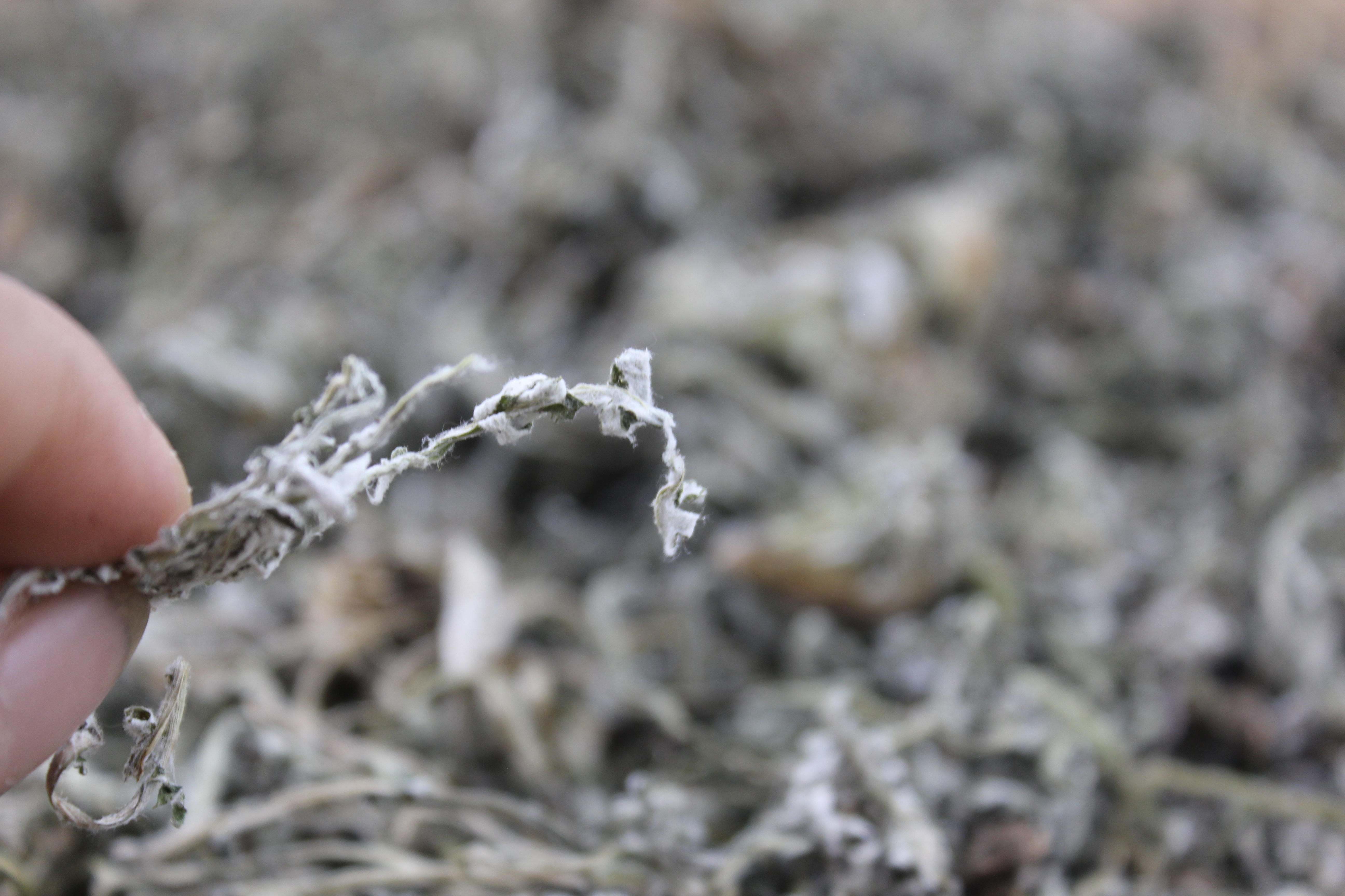 胃痛最怕它,每天喝一点,坚持数日,离胃炎胃疼更