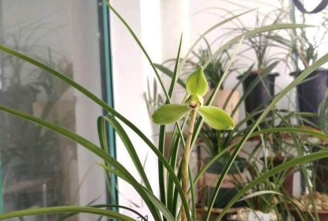 肥壮|它们是“天然”的有机肥,平时别扔了,用来养兰花,越长越肥壮!