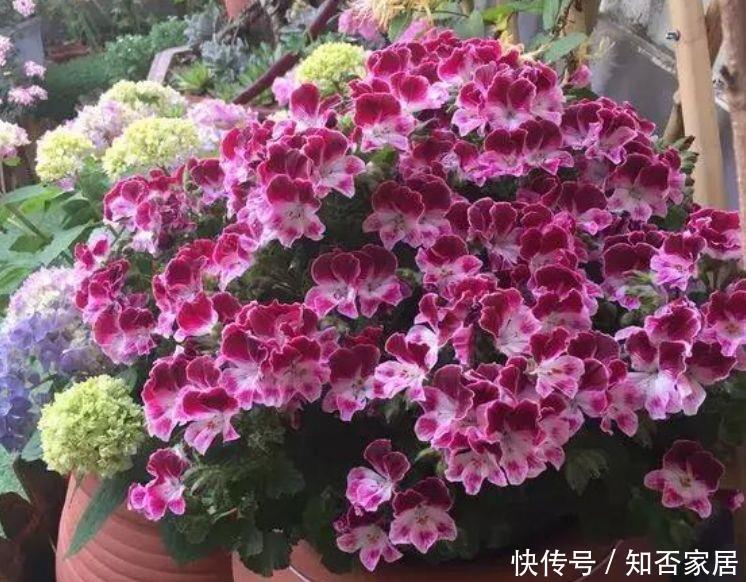 『家里』3种花朝气勃勃寓意好,养家里,花色娇美花量大,生机满屋福自来