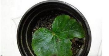  「一大」再也不用花钱买花了，6种只需要叶子就能繁殖一大盆的植物！