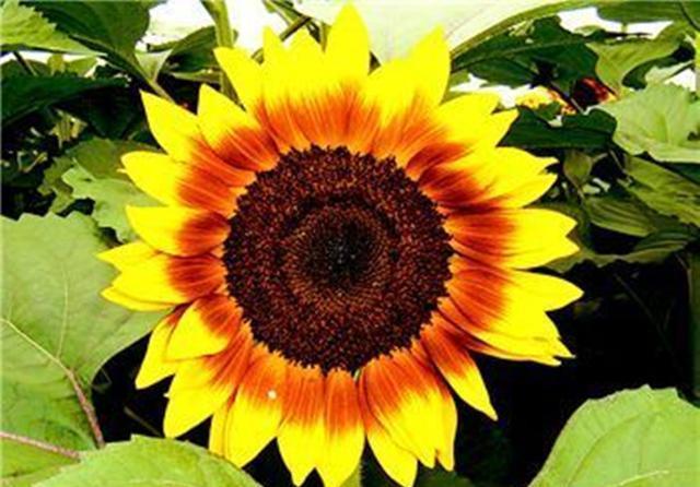 「开花」春天播种盆栽向日葵,长大后修剪好,夏天开出一盆盆“小太阳”