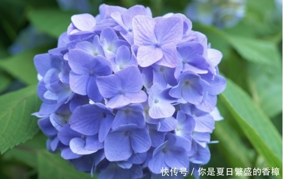  「适合」家里房子比较小，适合养什么花草？这几种可以考虑一下