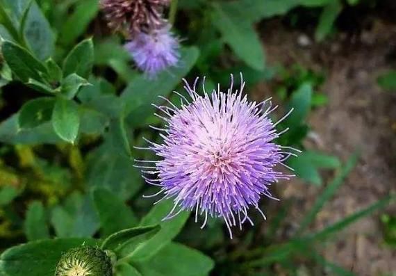  【小蓟】这种农村里才有的野草，浑身带“刺”若是遇到，还请好