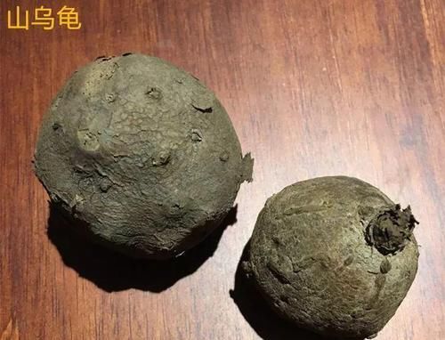  『大肚子』这花长了个大肚子，1个月不浇水，照样长成绿窗帘！