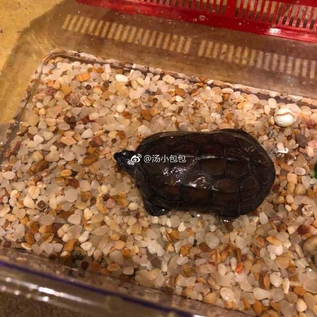 “一个没有感情的广东人”是什么梗?当事人回应令网友捧腹大笑