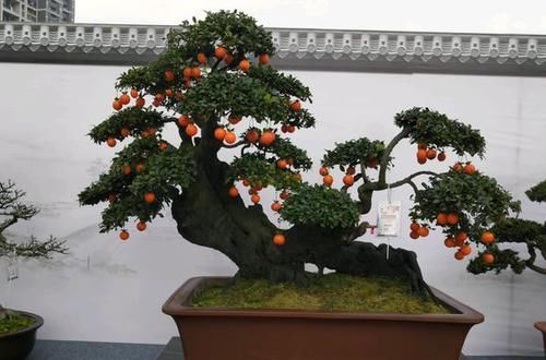  『想学』想学做盆景，这些基础要打牢，要不然多走很多弯路，做盆景不简单