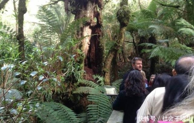 世界上最高的树,高达156米,大约相当于50层楼那么高!