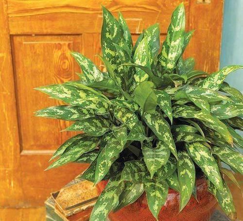  『植物』远离植物杀手，你需要这12种植物