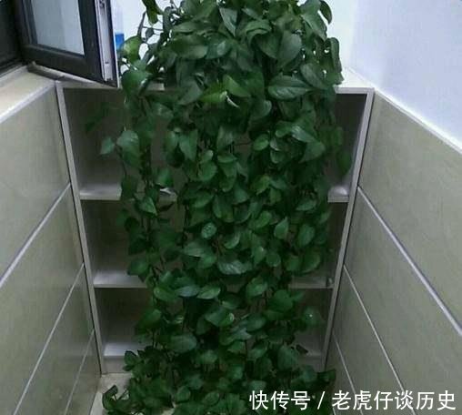 『系上的土壤』花店老板都嫌弃的花,白白送我,2个月后倒手卖100块