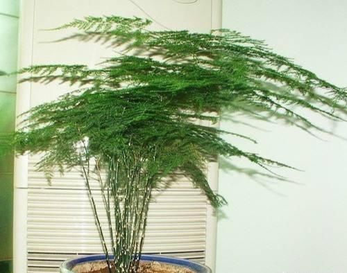  【大树】文竹晒点散射光，喝点“大补药”，摆脱弱不禁风，长成大树爬满墙