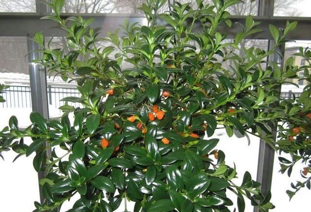  「养护」阳台养1盆这种花，比金边吊兰漂亮，1个种植诀窍，叶翠绿开花多