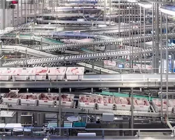 4000万猪农危机了!全球最大猪企杀入中国，这种打法让大家服了