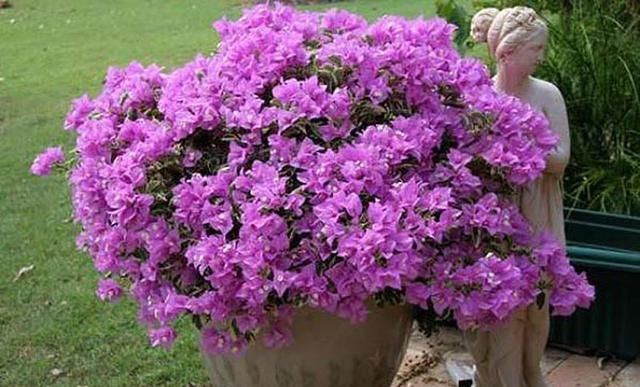  【简单】三角梅可以“简单”养，“颜值”不输月季花，一年四季花开不断！