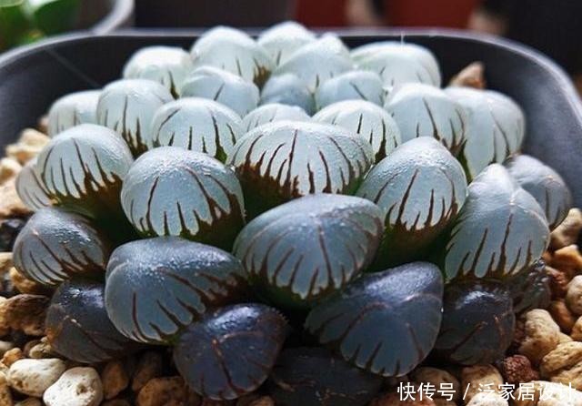  [光照]多肉玉露养护“手册”，做好这几步，叶片饱满圆润，晶莹透亮