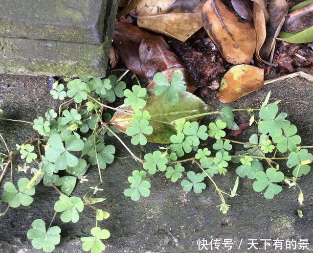  「回家」炎热的夏天，在河边看到“酢浆草”，可以挖回家养，珍贵、值钱