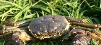 找准农业项目太难了，要想赚钱，这三个特种养殖项目值得考虑！