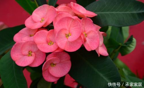  『适合』3种常见的花卉盆栽，也是净化空气的小能手，最适合养在家里