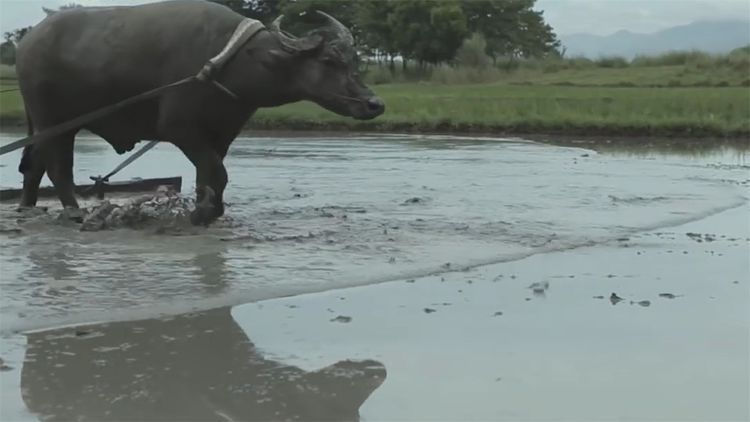  民间|民间牛人发明“手摇式”插秧机，不用油不用电，200元造一