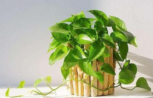  【水培植物的根系】水培植物用啥肥？2种肥料“要慎用”，很难吸收，还有可能烧根