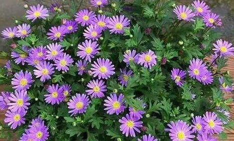 「花园」养花不如养这几款花,花朵稠密,一言不合就爆盆,阳台变浪漫花园