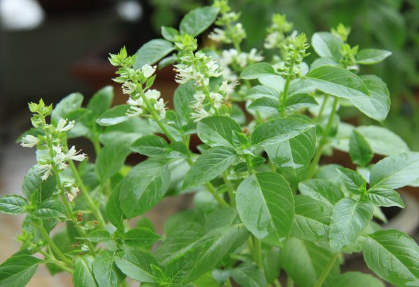  「蟹爪兰」家养这些小植物，花开艳丽香气迷人，健康好看又好养，香味满屋子